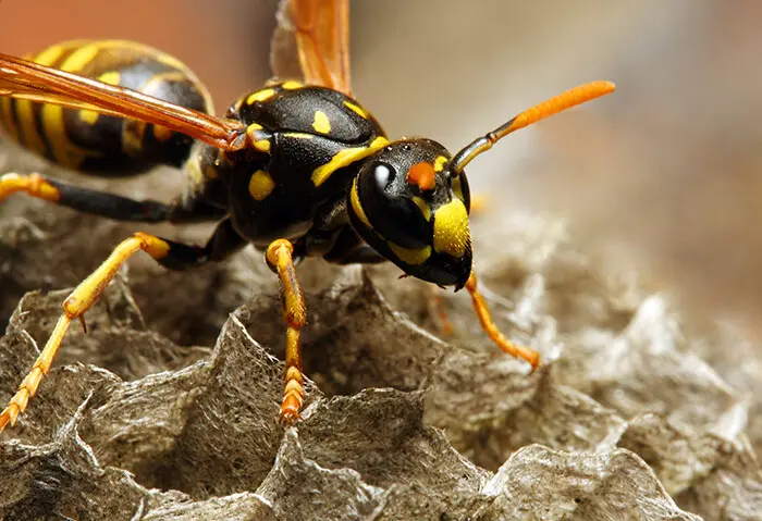 Wasps Pest Control Sydney