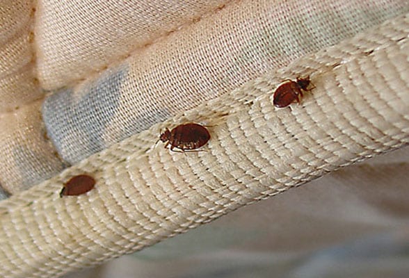 Bed Bugs Pest Control Sydney