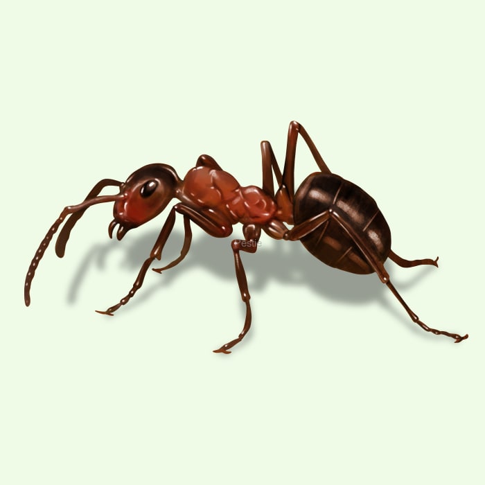 Ant Pest Control Sydney