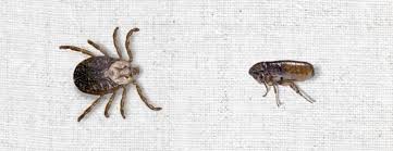 Flea And Tick Pest Control Sydney
