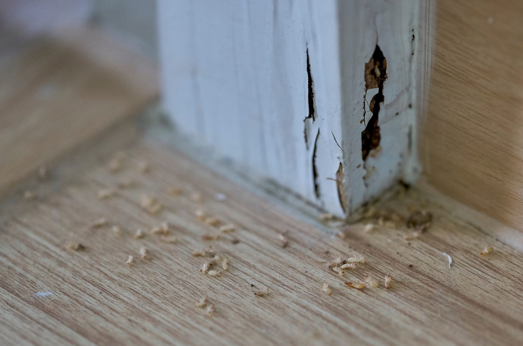Termite Inspection Sydney - Max Force Pest Control Sydney