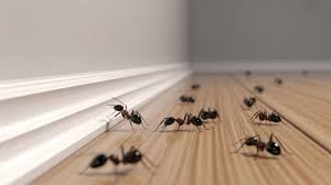 Why Ants Invade Your Home and How Professional Ant Control Can Help