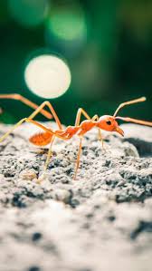Effective Ant Control Tips for Homes in Australia
