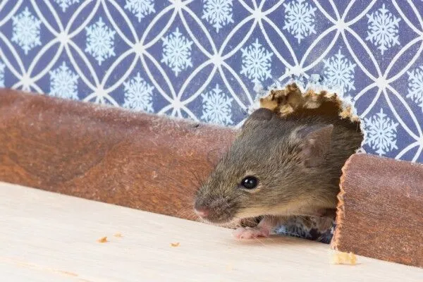 Top 10 Pest Control Tips for a Safe and Healthy Home