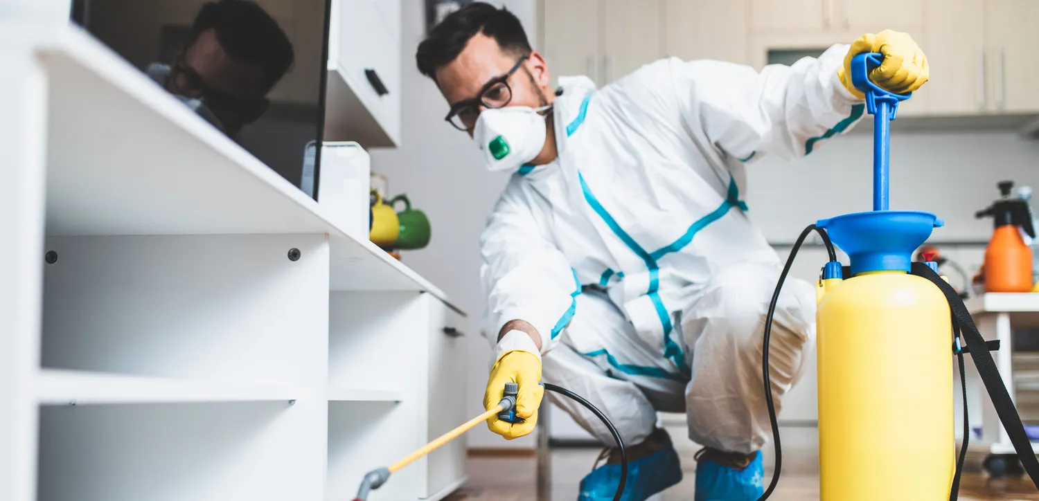 Top 5 Common Household Pests in Sydney