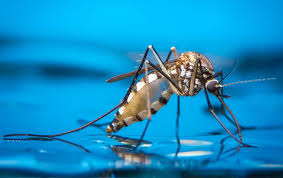 Mosquito Control in Australia: How to Keep Your Home Bite-Free