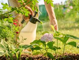 Eco-Friendly Pest Control Solutions for Homes in Australia