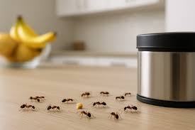 Professional Ant Control Services in Australia: Keep Your Home Ant-Free